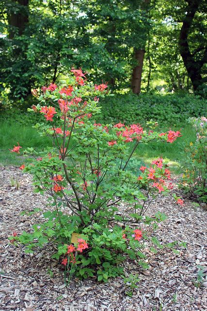 Rhododendron Gandavense Hybrid Cardinal BG Meise Flickr