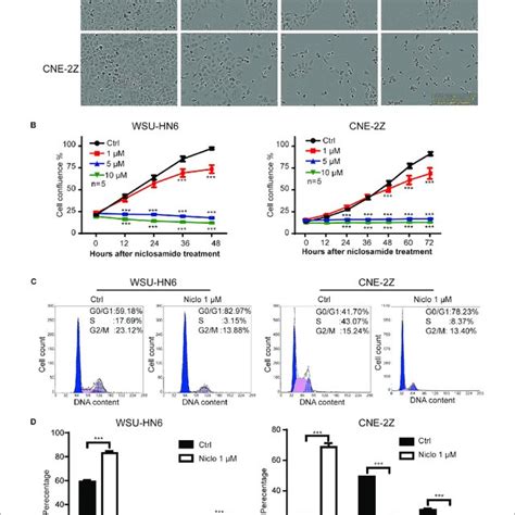 Niclosamide Inhibited Cell Proliferation Of Hnscc Cell Lines Wsu Hn6