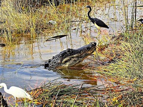 Everglades RV Camping: Boat Tours, Birds & Gators – RVBlogger