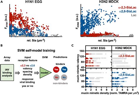 Mucin Mimetic Glycan Arrays Integrating Machine Learning For Analyzing