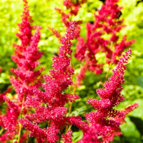 Rich Red Astilbe Bare Root Plants for Sale Online | Fanal – Easy To