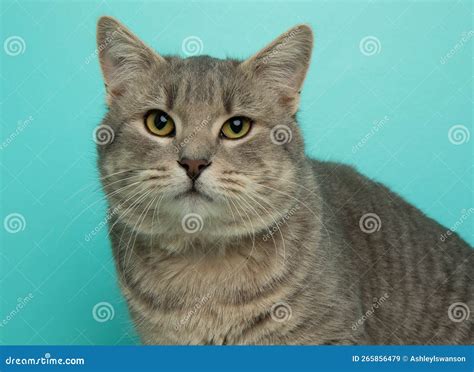 Grey Tabby Cat With Yellow Eyes Close Up Portrait Stock Image Image