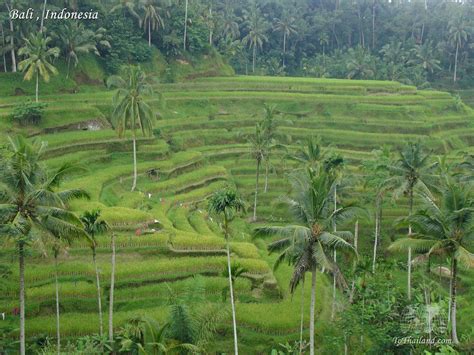 Rice Fields Bali Indonesia Wallpapers - Top Free Rice Fields Bali ...