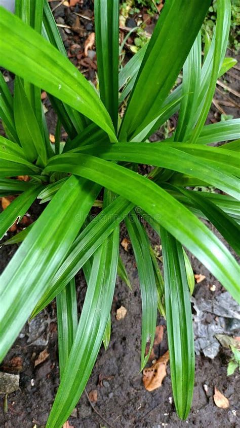 A Fragrant Pandan Leaf This Leaf Is Often Used As A Food Enhancer