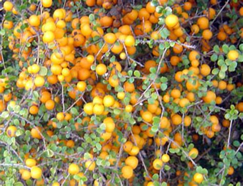 Citriobatus Pauciflorus Orange Thorn Seeds