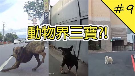 阿北直接路邊竄出騎個車直接被狗擊落內有部分動物遭受撞擊畫面會怕的請斟酌觀看 騎車日誌ep9＆交通三寶 Youtube