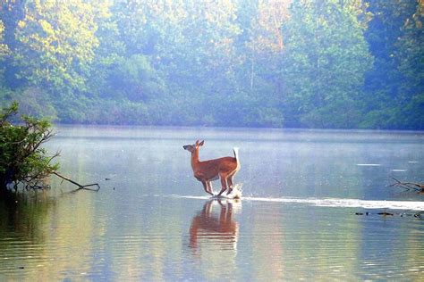 Deer In Motion Photograph By Tom Strutz Fine Art America