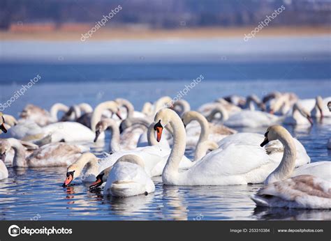 Hermosos Cisnes Cygnus Olor Nadan En Agua Azul Fotograf A De Stock