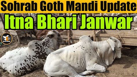 Sohrab Goth Mandi Latest Update Cattle Market Karachi Qurbani