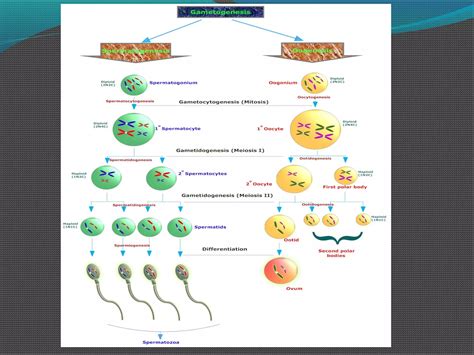 Meiosis.ppt.. | PPT 