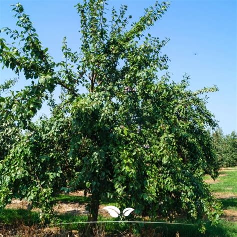 Pruimenboom Opal Prunus Domestica Opal 250 300 Cm