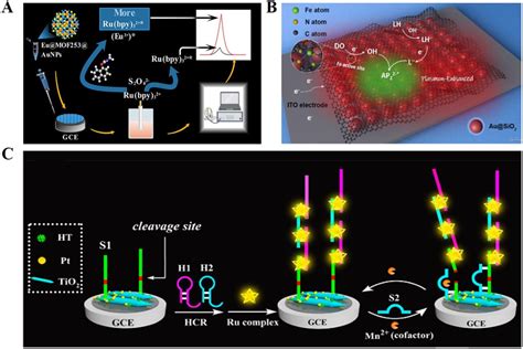 A Schematic Illustration Of An Ecl Biosensor Based On The Dual