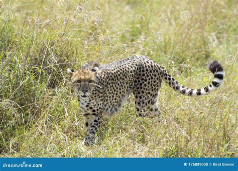 Chita Africana Salvaje En El Parque Nacional Masai Mara En Kenya Foto De Archivo Imagen De