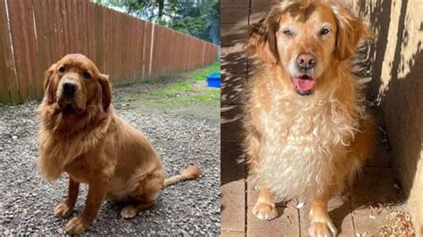 Golden Retriever Lion Cuts Paws And Learn