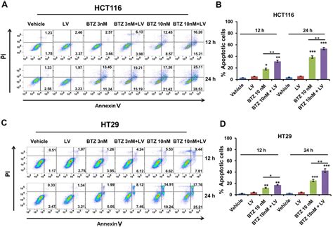 Bortezomib And Leucovorin Increase Apoptosis Of Crc Cells Ac Hct116