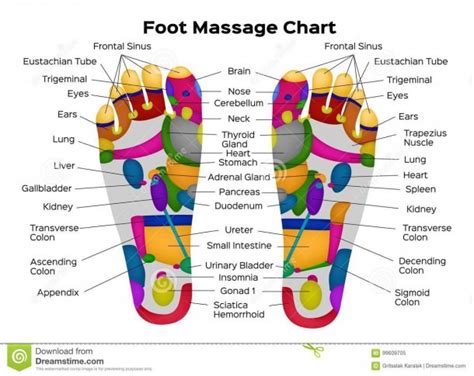 Parts Of A Foot Diagram