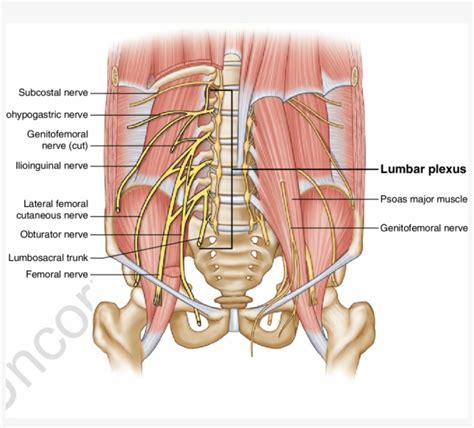 Anatomy Of The Lumbar Plexus Obturator Nerve In Pelvis Png Image