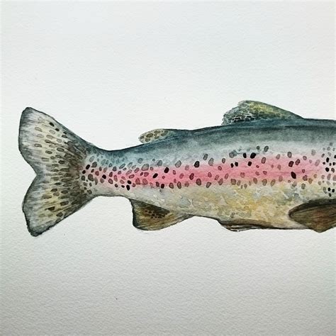 Rainbow Trout / Watercolor :: Behance