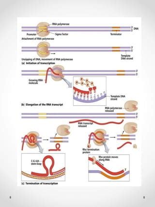 Eukaryotic transcription | PDF