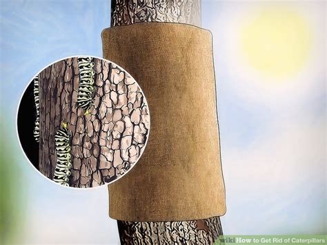 how to get rid of caterpillars