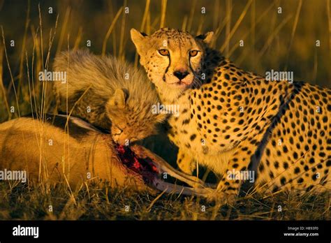 Cheetah Acinonyx Jubatus Mother And Ten To Twelve Week Old Cub At