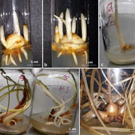 In Vitro Shoot Regeneration And Micro Corms Formation Of Crocus Sativus