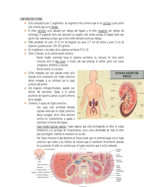 Solution Resumen Aparato Urinario Studypool