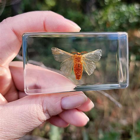 Bugs In Resin Museum Quality Resin Specimens