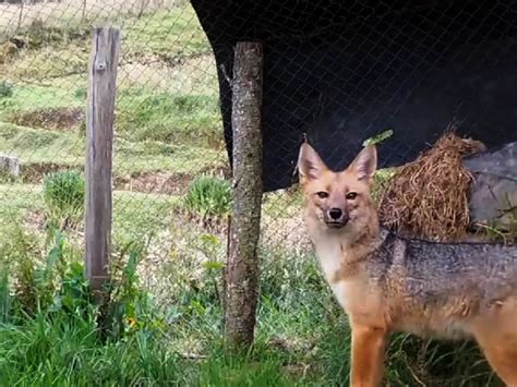 ¿qué Pasó Con Run Run El Zorro Andino Que Fue Criado Como Perro En