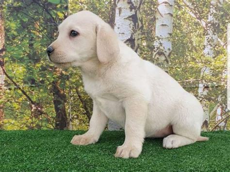 À vendre chiot Labrador Retriever femelle de couleur sable LOF