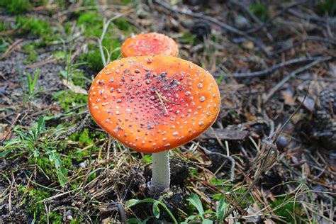 Red Toadstool Poisonous Mushrooms Free Photo On Pixabay Pixabay