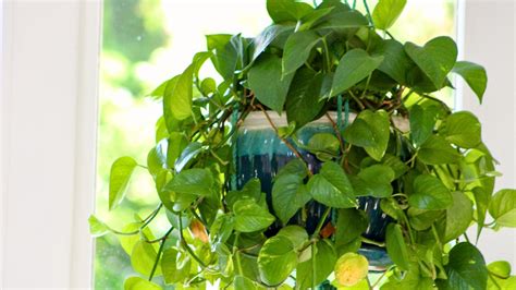 how to make pothos bushy