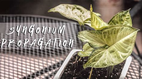 Syngonium Propagation Two Easy Ways How To Propagate The Arrowhead