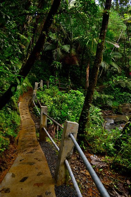 Rainforest: Yunque Rainforest