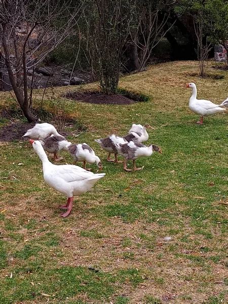 Bandada De Patos Blancos Salvajes Caminando Sobre La Hierba En El