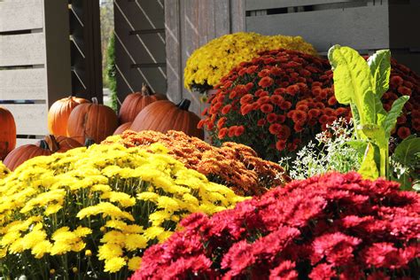 4 Quick Tips for Overwintering Fall Garden Mums | Prairie Gardens ...