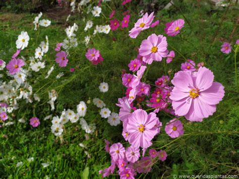 Como Semear Cosmos Cosmos Bipinnatus Passo A Passo