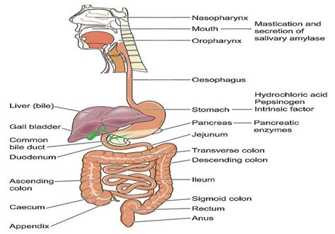 HUMAN DIGESTIVE SYSTEM Biology Notes