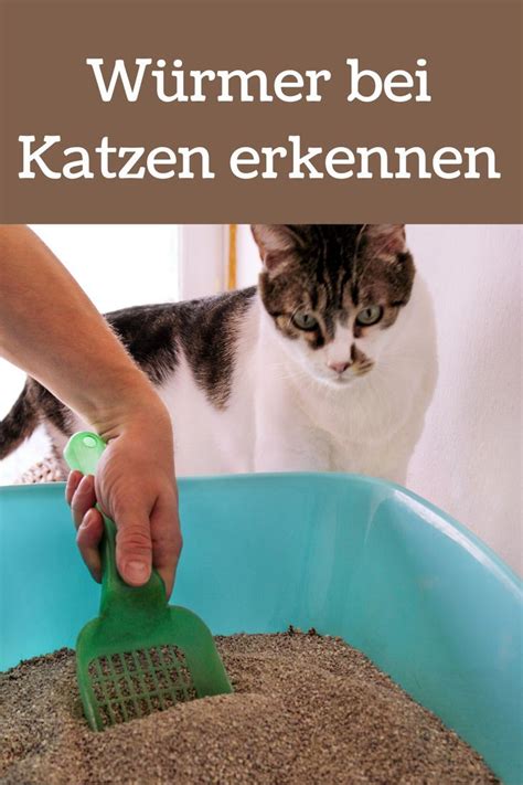 W Rmer Bei Katzen Erkennen Und Behandeln Katzen Wurmkur Katze