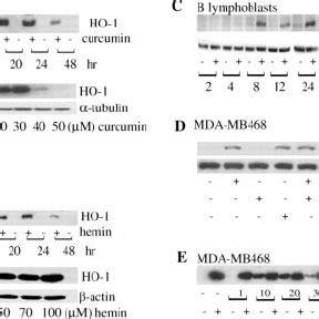 Induction Of HO 1 By Curcumin Hemin And EGCG A Time Course With 20