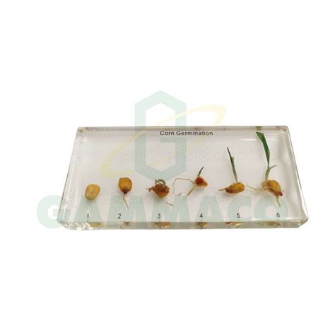 corn germination  shopee thailand