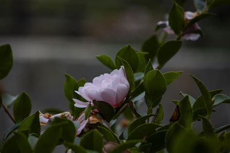 Camellia Flower Free Stock Photo Public Domain Pictures