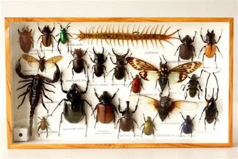 Bug Display