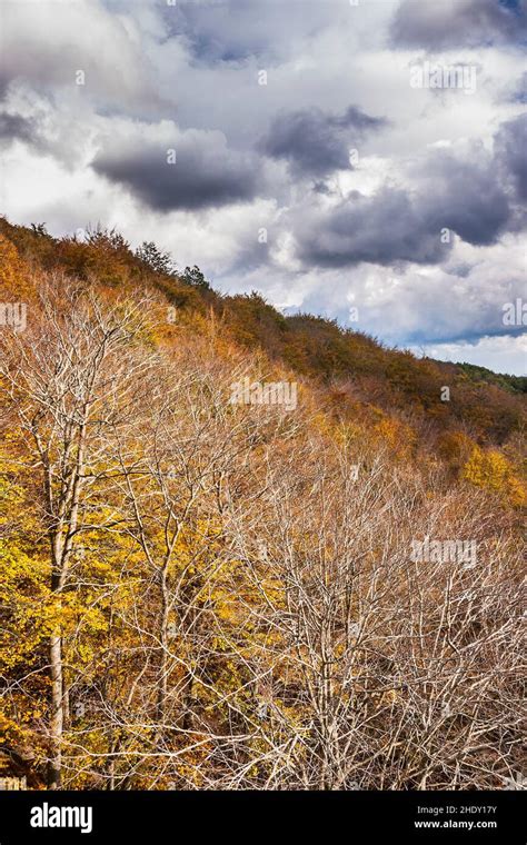 Montseny Forest Hi Res Stock Photography And Images Alamy