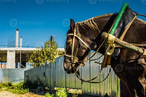 Portrait of Harnessed Horse 11412488 Stock Photo at Vecteezy