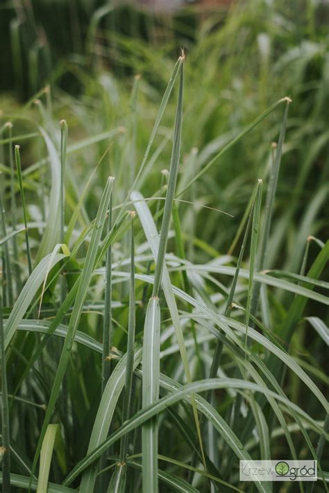 Miskant Chi Ski Goldglanz Miscanthus Sinensis Krzewogr D