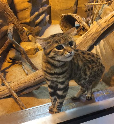 Black Footed Cat Size | DailyHive