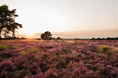 3 Van De Mooiste Fietsroutes In Belgisch Limburg De Groote Heide