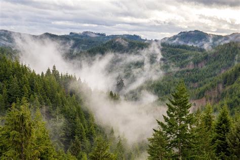 A New Era For Oregon Forestry Oregon Forests Forever