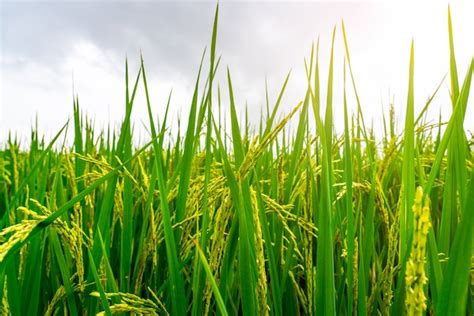 Campo De Arroz Verde Plantaci N De Arroz Foto Premium